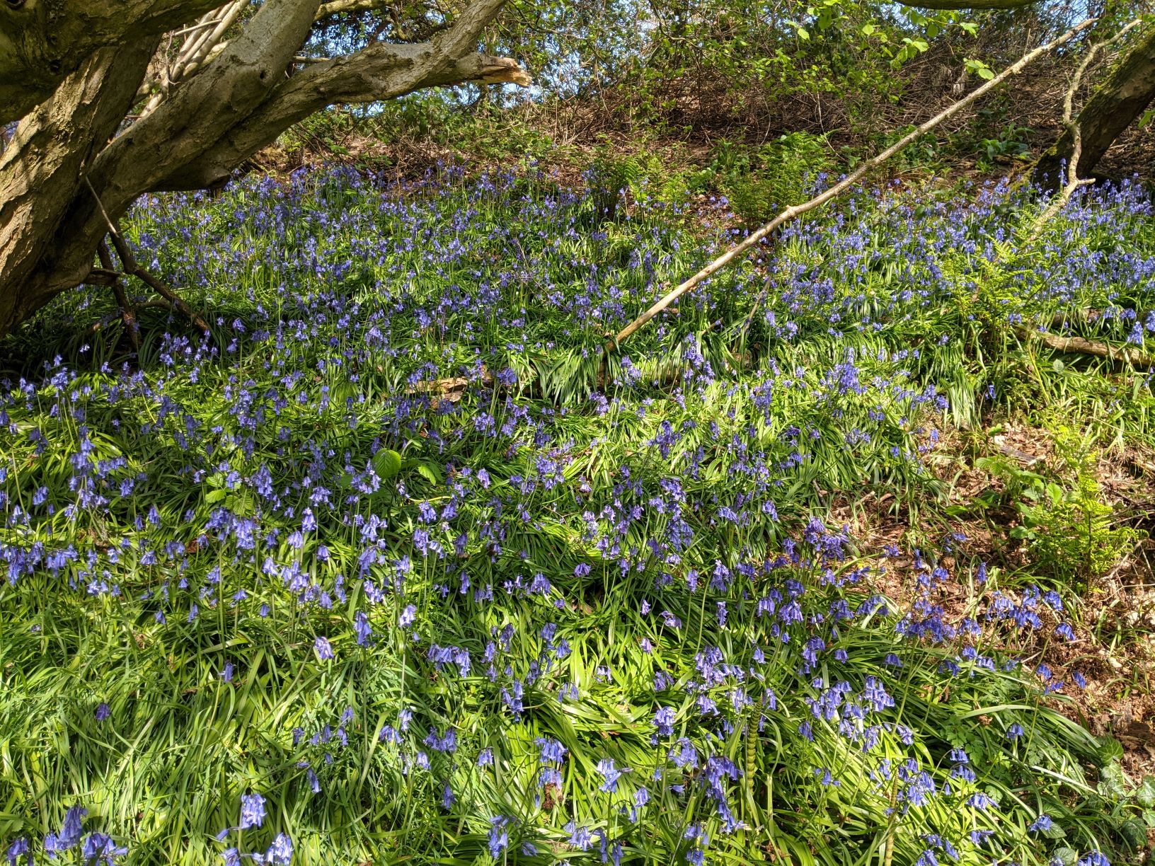 Bluebells in Mill Lane April 16th